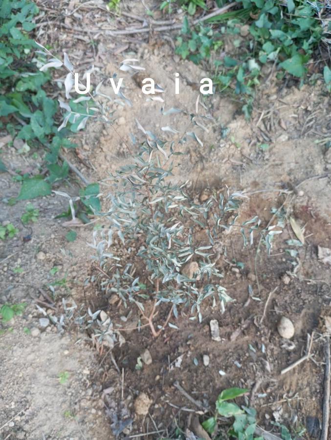 Pousada 5 Cachoeiras Ubatuba Dış mekan fotoğraf